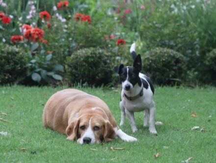 Two dogs resting on green grass in a garden