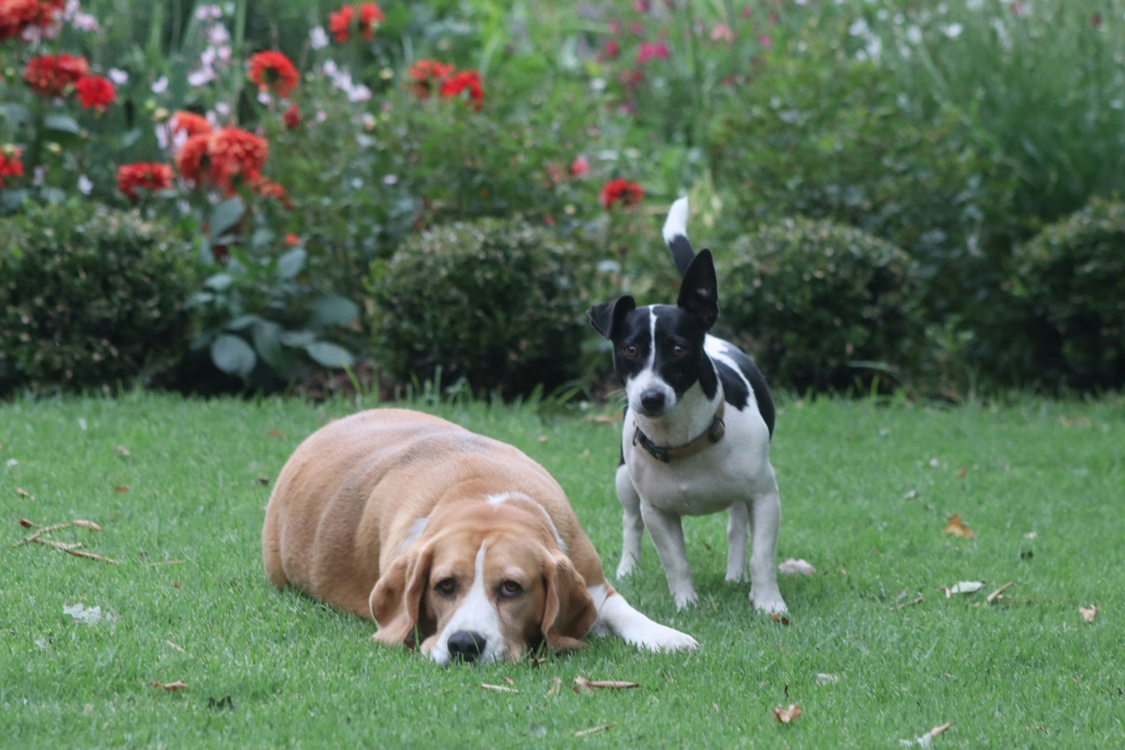 Two dogs resting on green grass in a garden