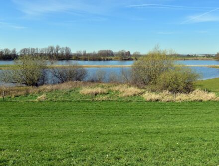 Grassy floodplain field beside a river, where water levels shift through the seasons